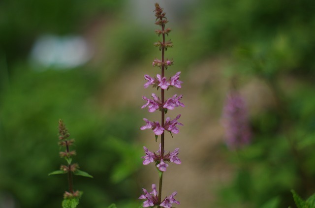 ちょろぎの花 あざみ野夢工房