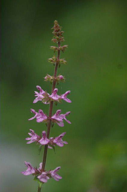 ちょろぎの花 あざみ野夢工房