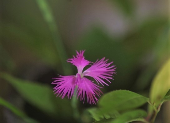 とこなつ なでしこの花 あざみ野夢工房